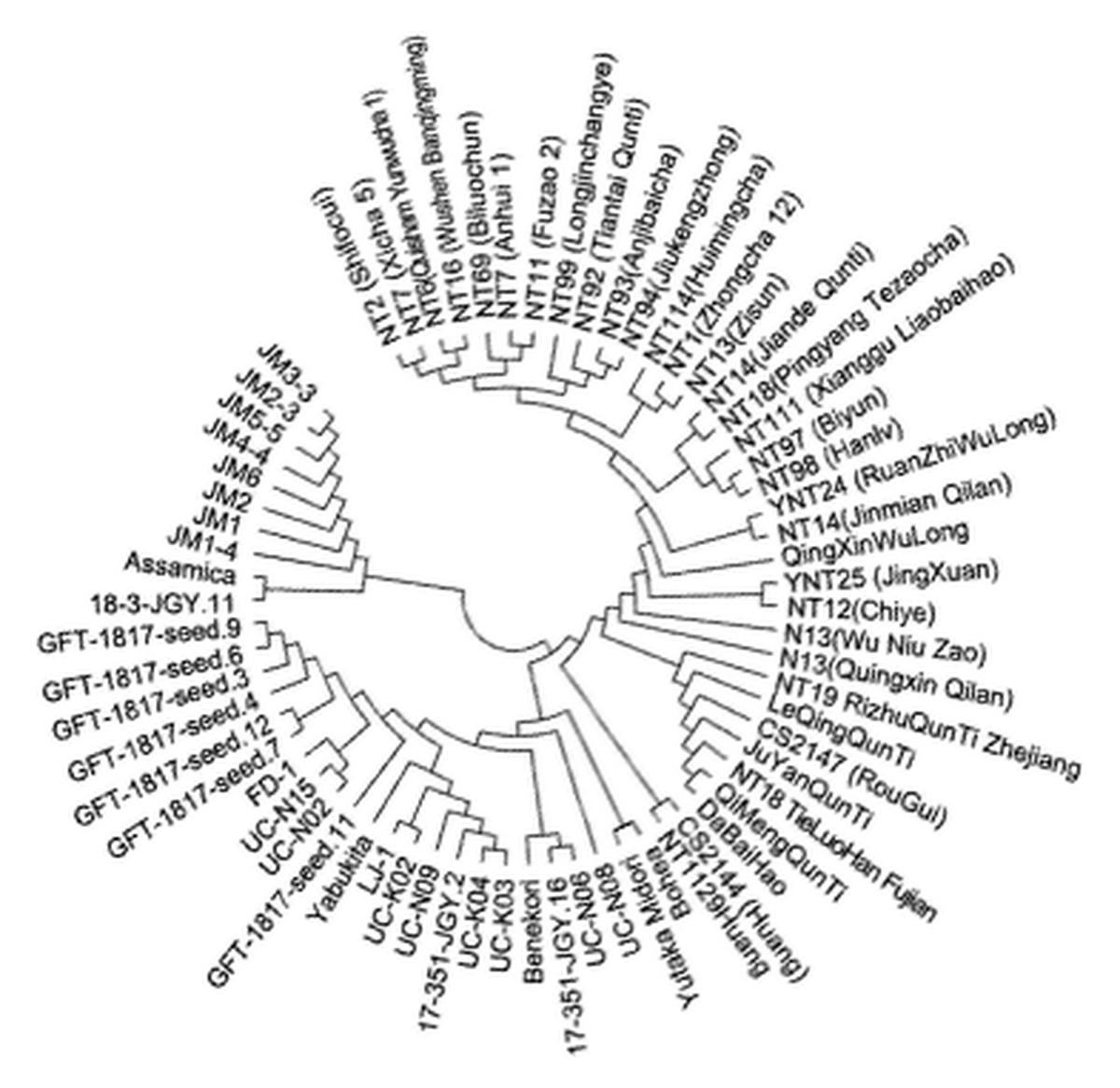 Circular dendrogram illustrating genetic relatedness among tea cultivars, including UC-K03, UC-K04, and Yabukita.