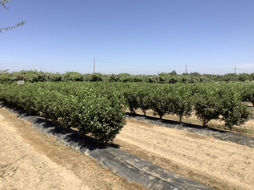 Tea plants growing in rows at the Kearney Agricultural Research and Extension Center test plot.