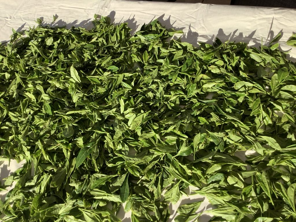 Freshly harvested tea leaf from the Kearney test plot