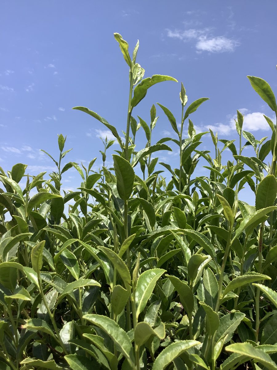 New tea shoots at the Kearney test plot