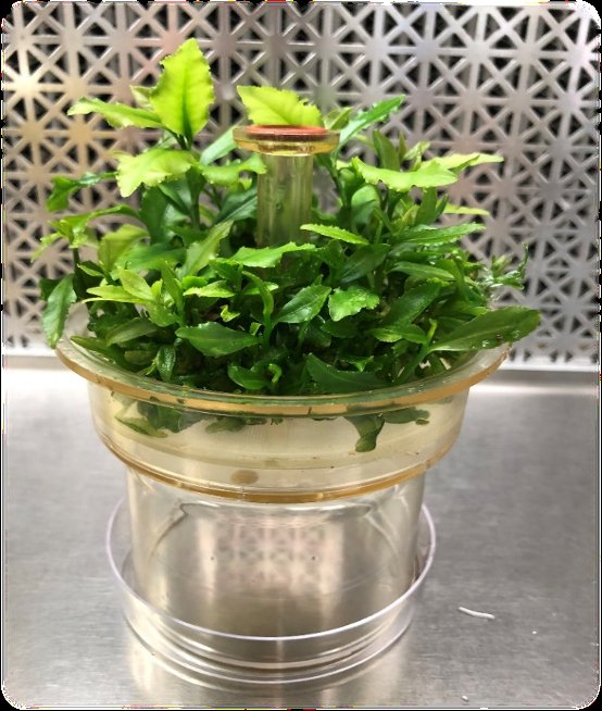 Tea shoots growing in a tissue-culture vessel.